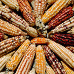 ‘Agent Orange’ tainted GM maize given green light in SA